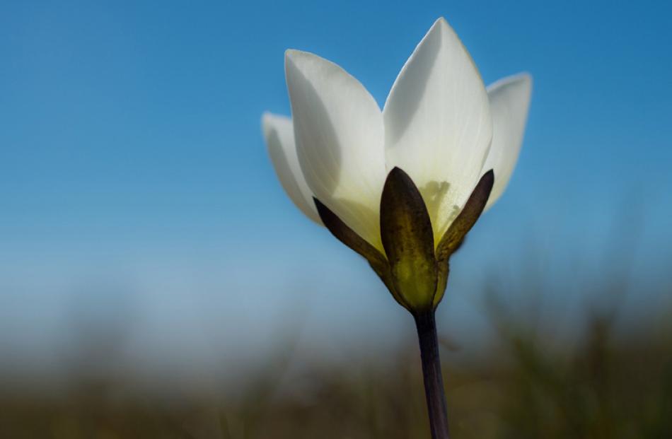 'Gentiana bellidifolia' by Craig McKenzie.