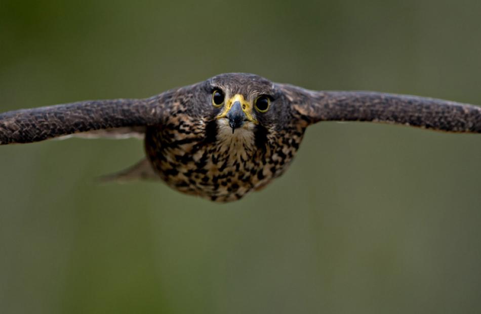 'New Zealand falcon' by Craig-McKenzie.