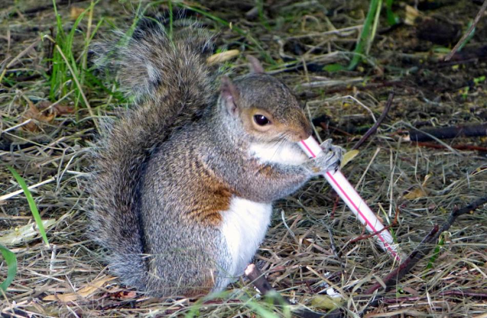 'Thirsty or hungry' by Shaun McConkey.