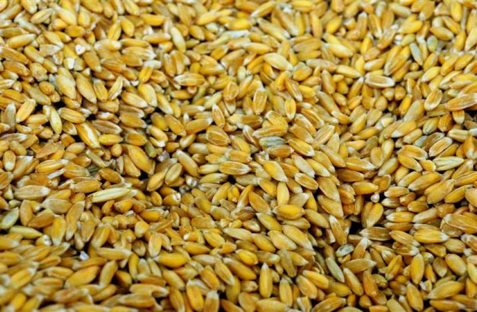 Hulled spelt.