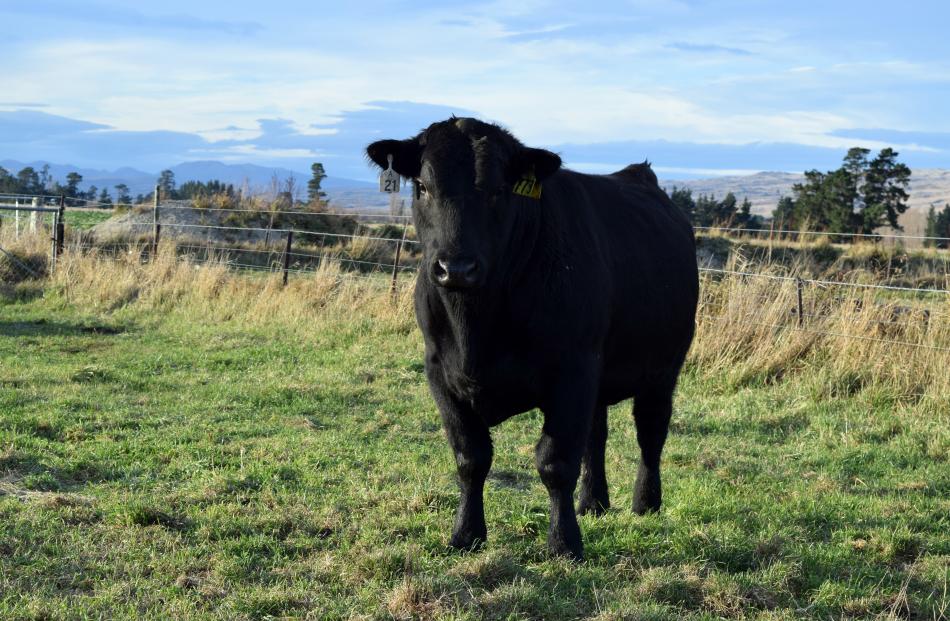 Angus bull Nethertown 200773 fetched the top price of $10,500 at last week’s Nethertown Angus...