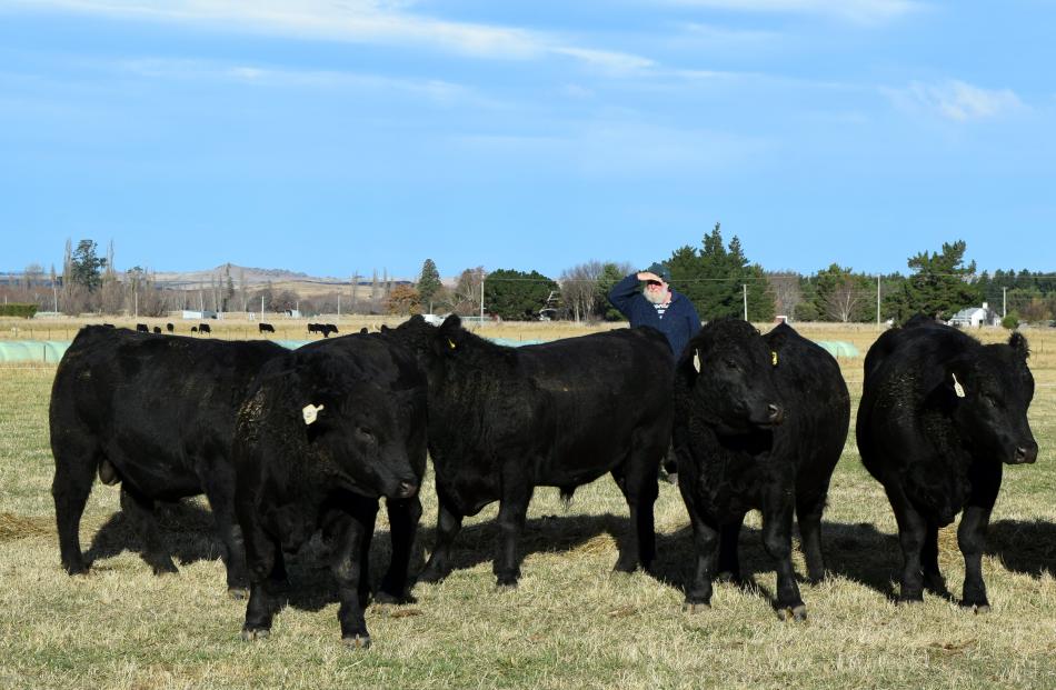 Geoff Howie, of Milton, takes a closer look at a pen of Angus bulls on sale in Middlemarch.