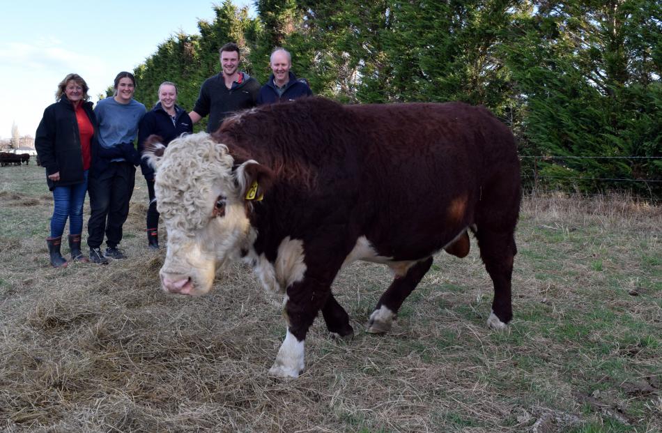 Inspecting Hereford bull Foulden Hill King 2000725, after paying the highest price of $11,500 for...