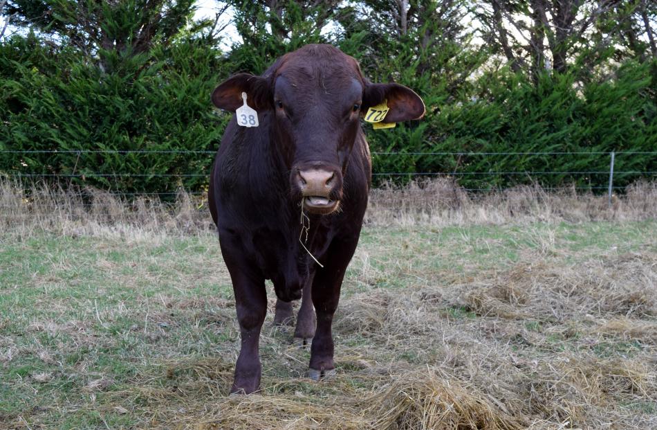 Santa Gertrudis bull Bluestone 722 sold for the top price of $7500 for the breed at the Foulden...