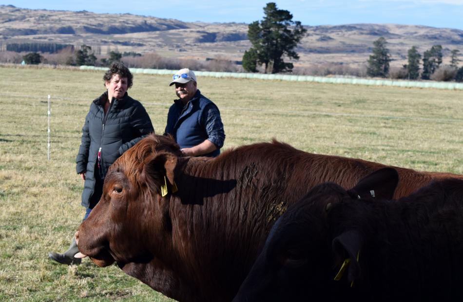 Tanya and Dannie McAughtrie, of Omarama, inspect a Santa Gertrudis bull on sale in Middlemarch....