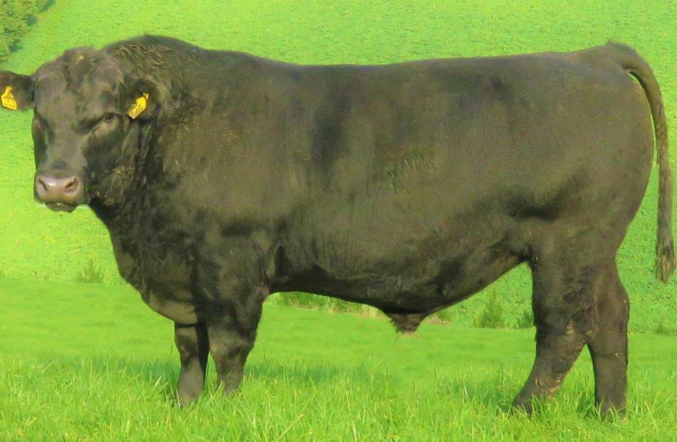 Fossil Creek Angus bull R030 sold for the highest price of $21,000 to Grahame Stewart, of Wyndham...