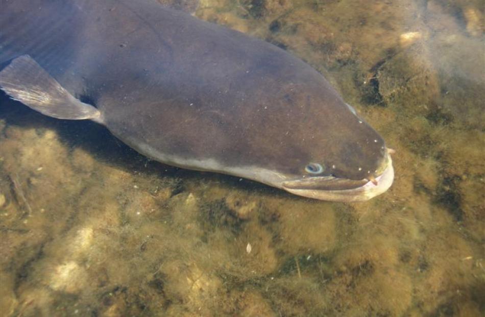 The head and upper body of a longfin eel.