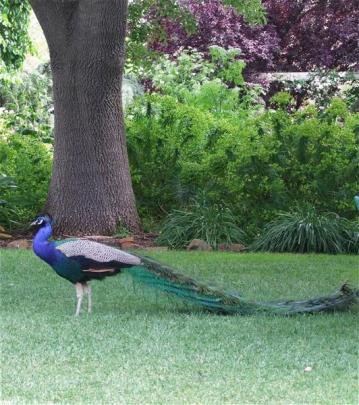 A resident peacock adds an exotic touch.