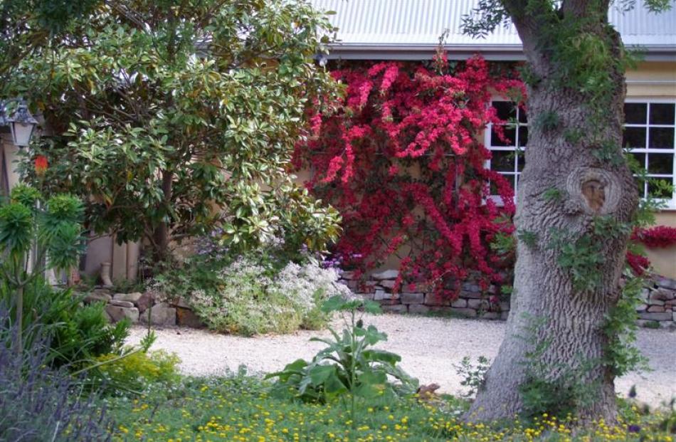 The riotous colour of a Scarlet O'Hara bougainvillea contrasts with cool greens of evergreen...