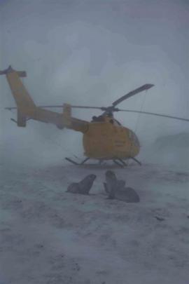 Seals investigate a helicopter landed  on South Georgia Island.