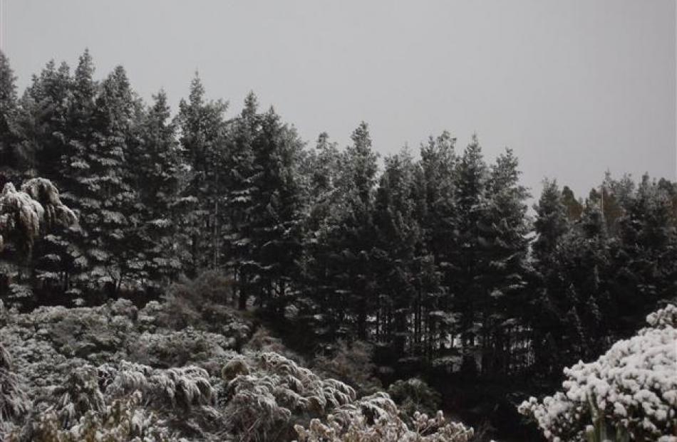 On the hills of Glenleith. Photo by Sarah Burlingham