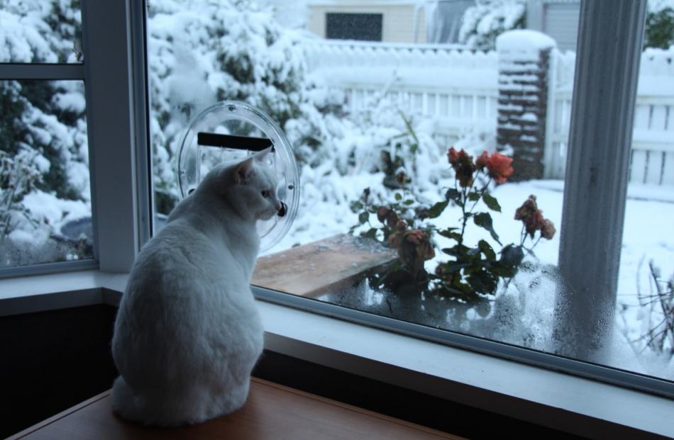 Reader photo by Blair Hughson in Mornington this morning as Peaches the cat braves the cold