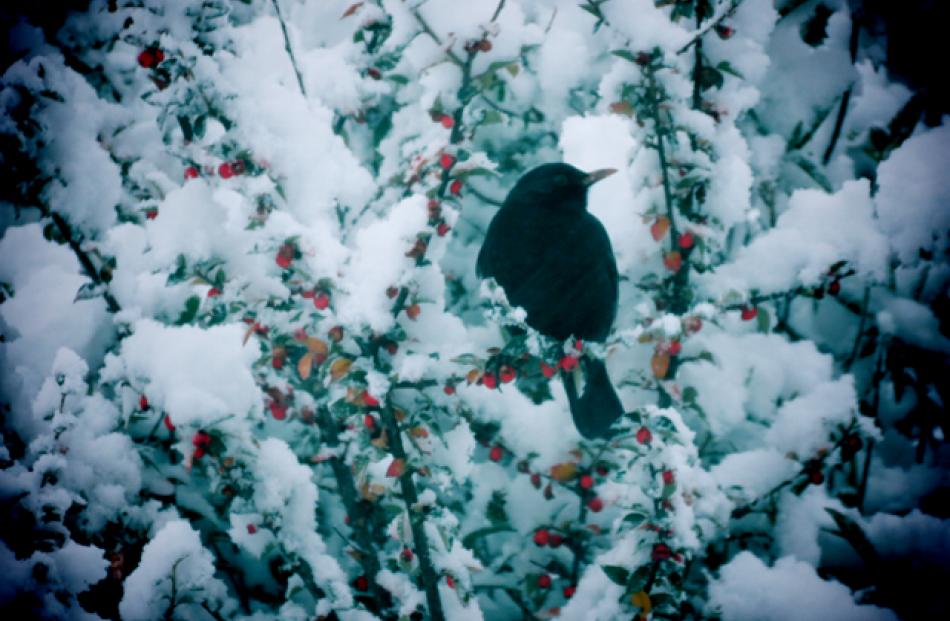 An early morning visitor. Reader photo from Lori Maxwell, in Wakari