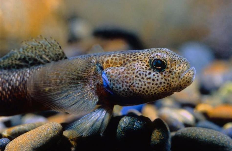 A bluegill bully. Photo from www.rodmorris.co.nz.
