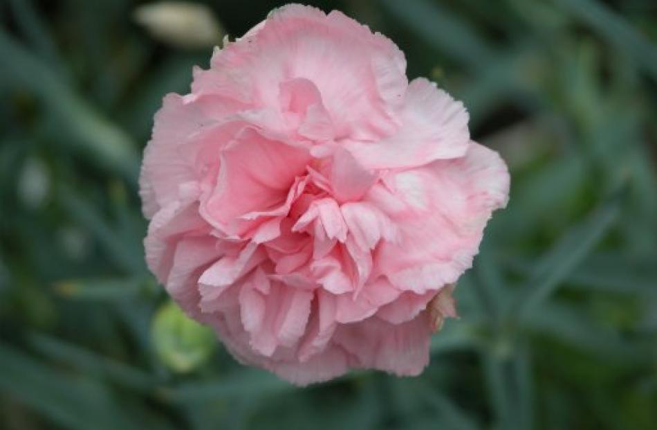 Otaki Pink has been grown in New Zealand since the 1930s.