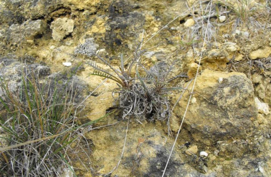 The tiny and nationally endangered native cress Lepidium sisymbrioides shares genetic material...