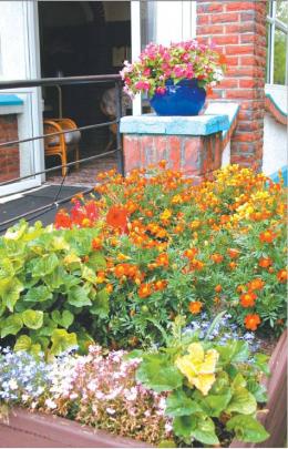 Splash of colour: Petunias, marigolds, lobelia and impatiens make a long-lasting display.