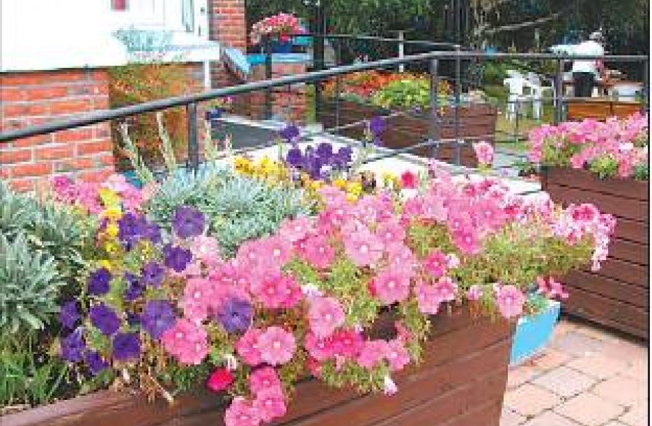 Strike me pink: Planter boxes bring vibrant colour to the entrance of Castlewood.