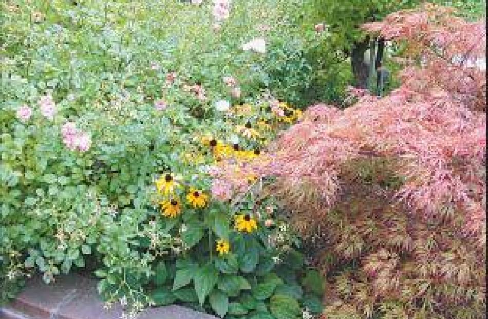 Mix and match: A bright combination of perennials, roses and specimen trees add contrast and...