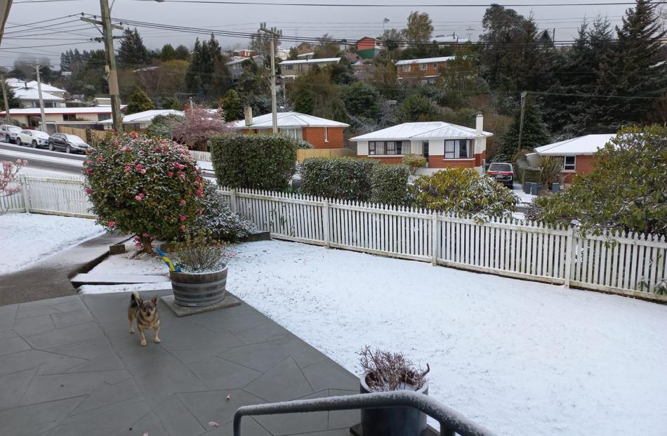  Snow had settled in Halfway Bush, a Dunedin hill suburb. Photo: Susan Craig