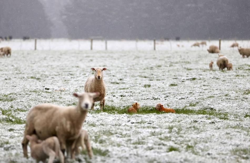 Newborn lambs in the snow. Photo: George Heard