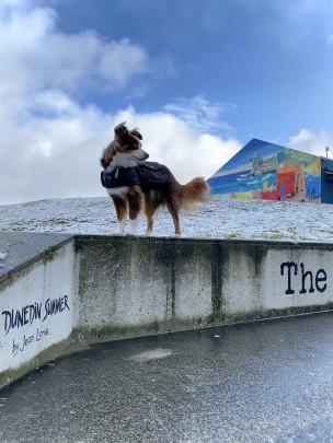 At St Clair in Dunedin. Photo: Luke Campbell