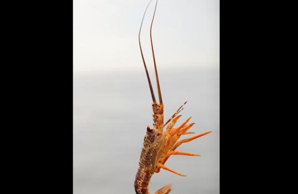 The smaller but still legal crayfish are thrown back, leaving fishermen with bigger crayfish and...