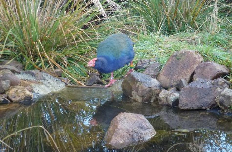 Quammen takes a drink from the bush-backed pond near the takahe feeding spot.