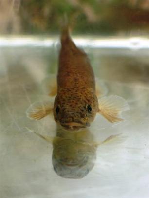As rare as the kakapo, Teviot galaxiid fish are found in just a handful of remaining populations...