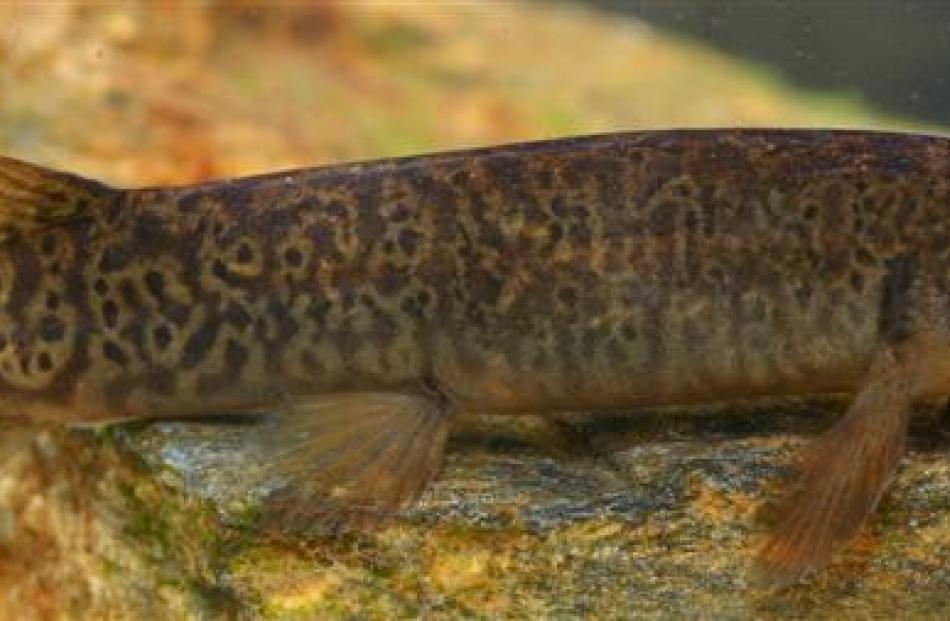 The dusky galaxiid, found only in Otago, shares the same threat status as Hector's dolphin. Photo...