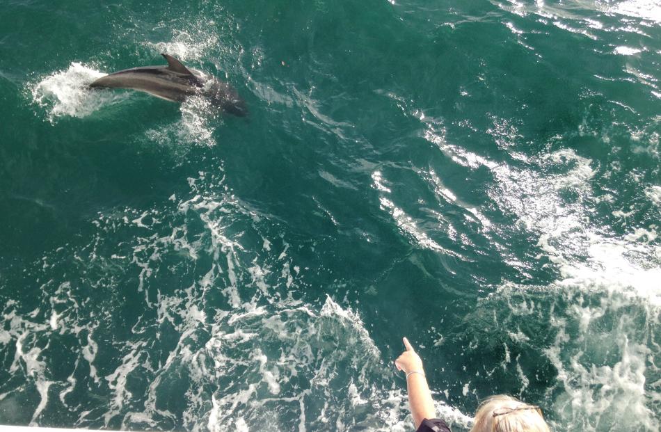 Bottlenose dolphin.