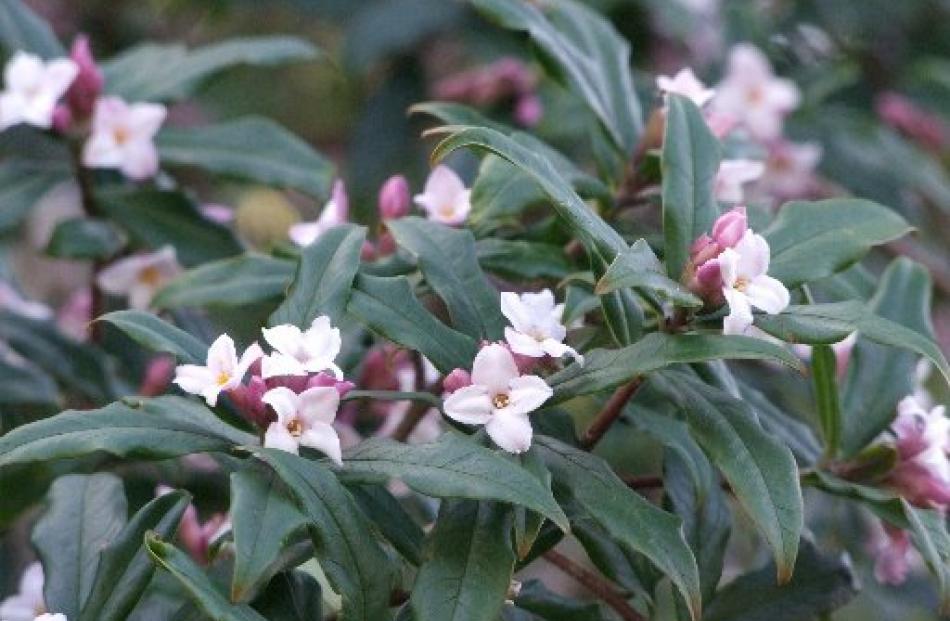 Heavenly Scents For Winter Otago Daily Times Online News