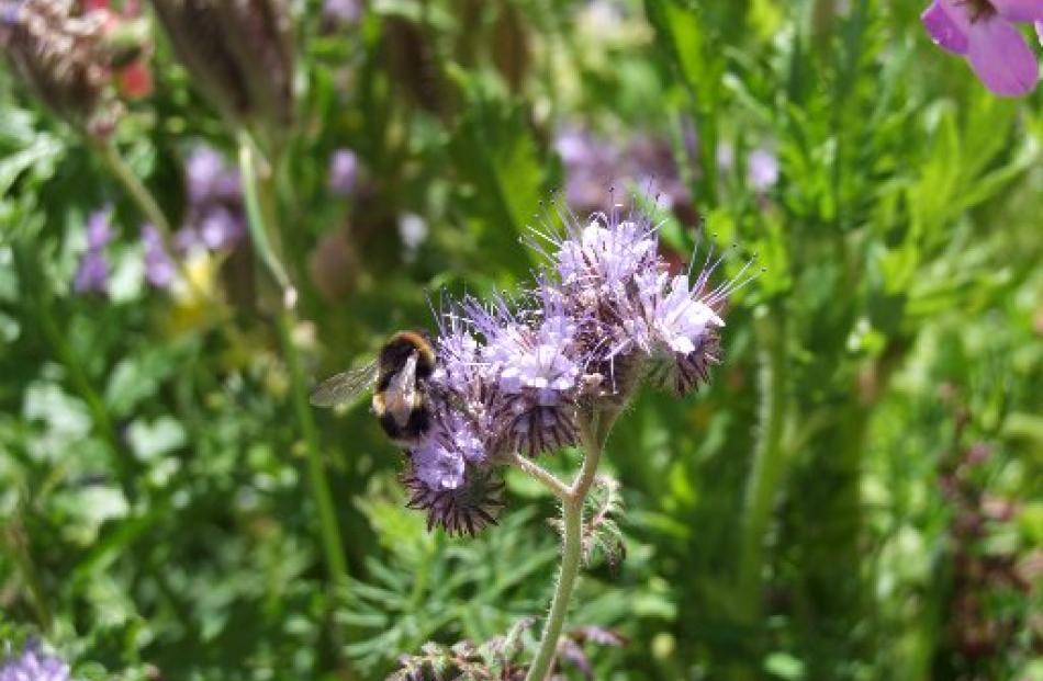 Bees are said to be attracted to blue flowers.