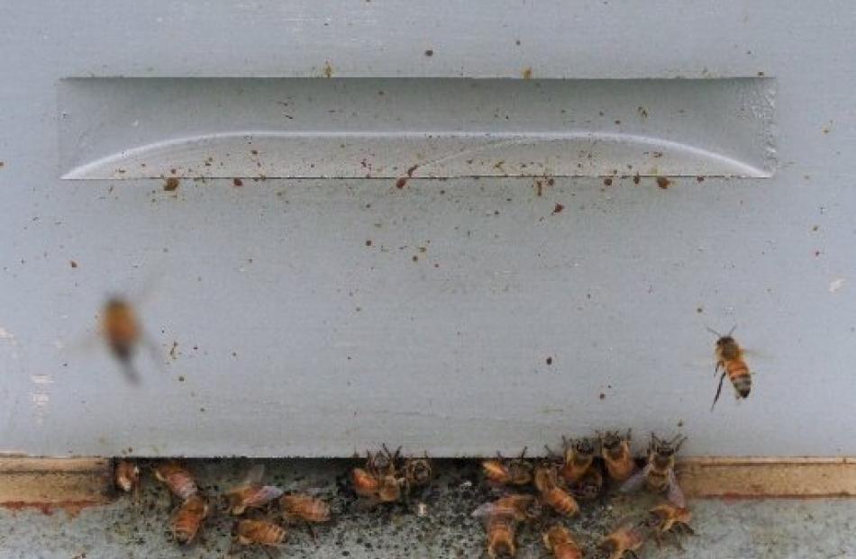 Bees keep the hive entrance clean.