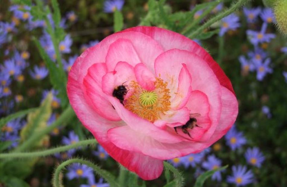 Bumblebees forage in a poppy flower.
