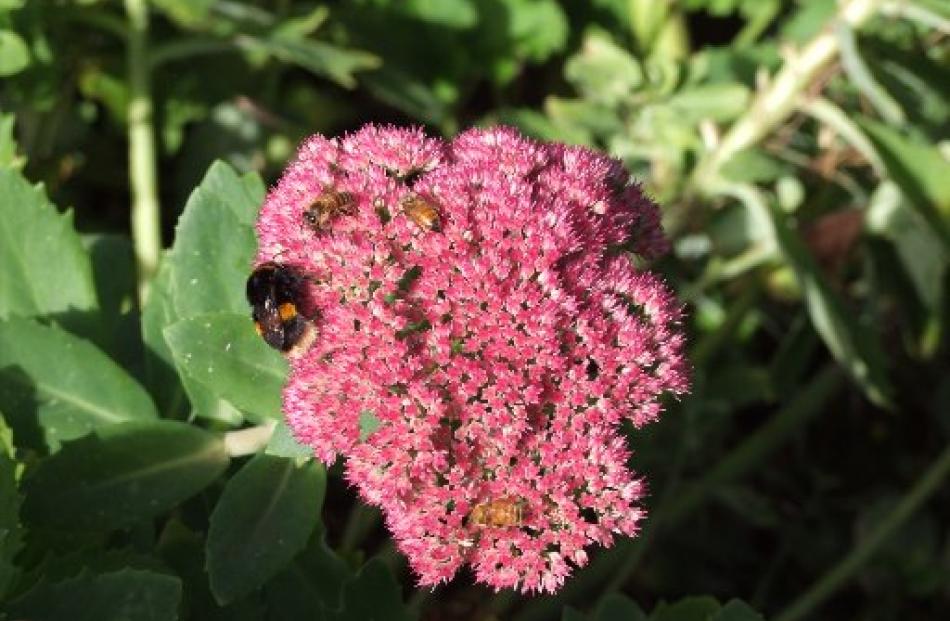 Sedum flowers attract bumblebees and honey bees.