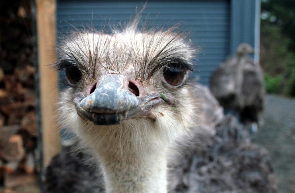 Anna Milliken's ostrich Mabel.