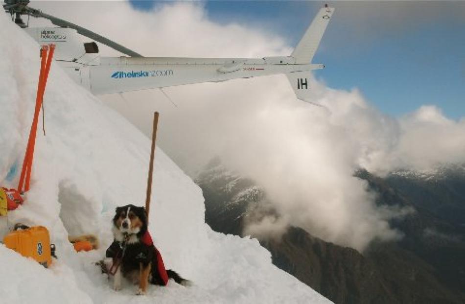 Avalanche dog Rocket ignores a  spectacular backdrop.