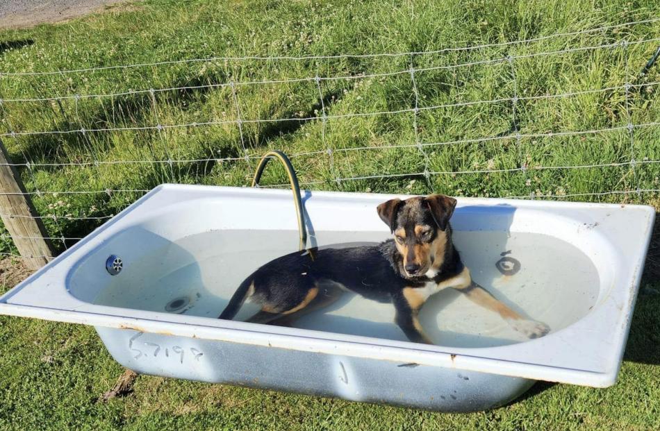 Farm dog May relaxes in a water trough on the Taieri yesterday .Photo: Valda Gardiner