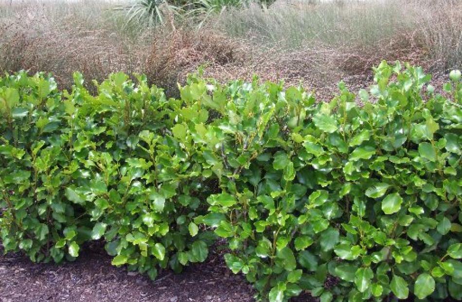 Native broadleaf (Griselinia littoralis) has become popular as a hedge but has some drawbacks.