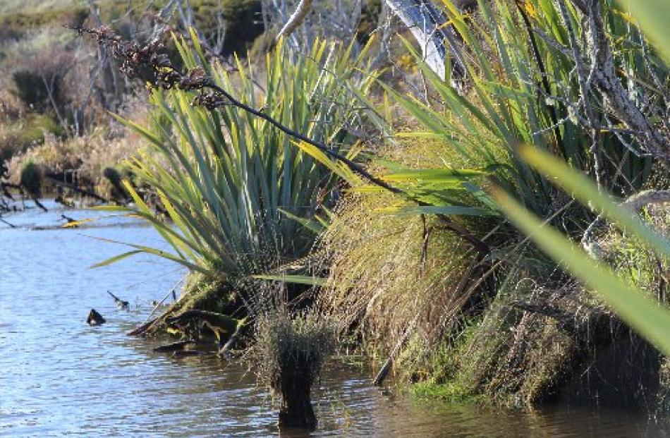 Riverside vegetation like this on Titri Creek, in the Waihola Wetlands, with a mixture of flax,...