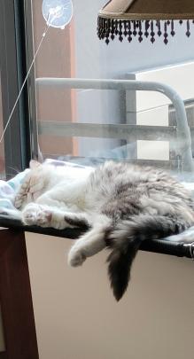 Shadow takes a catnap out of the sun at home in Andersons Bay. PHOTO: VIV NOAKES