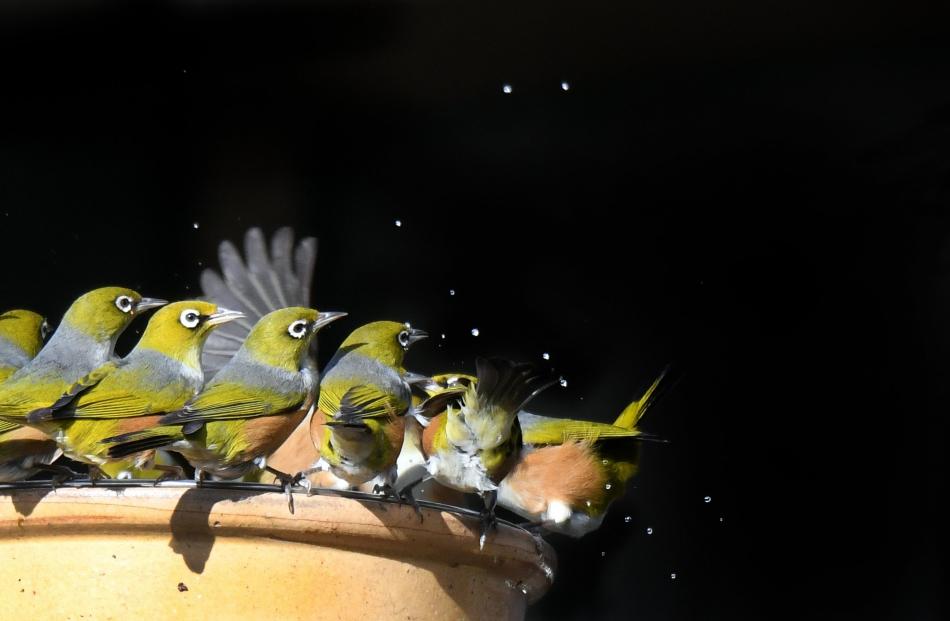 Comfortably seated in a Maori Hill garden, I was waiting for a rare leucistic silvereye to come...