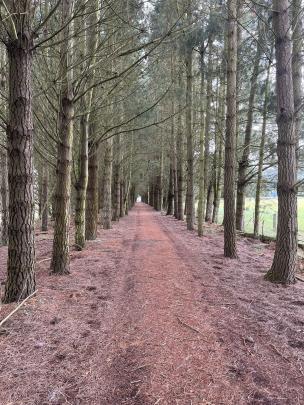 An avenue of pines on the Around the Mountains Cycle Trail on December 19. PHOTO: MAUREEN O’BRIEN