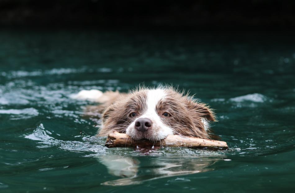 Border collie pup Roo swims in Lake Benmore. PHOTO: AMBER HANNAH