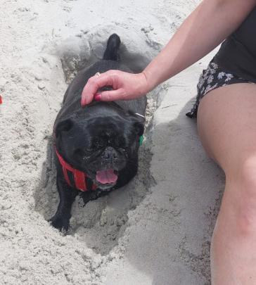 Doug, who is almost 7, dug a big hole at St Clair Beach on Boxing Day then jumped in. PHOTO: MAT...