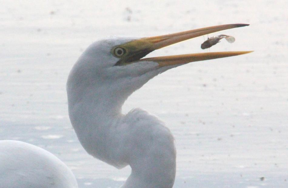 A kotuku enjoys a morsel at Waikouaiti. PHOTO: BRUCE DOW