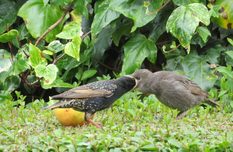 A young starling almost swallows its mother while being fed a scrap of apple, at Dunedin on New...