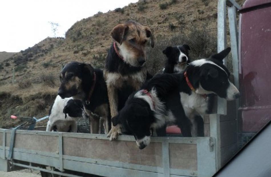 Farmer Neville Hore's working dogs watch the action.