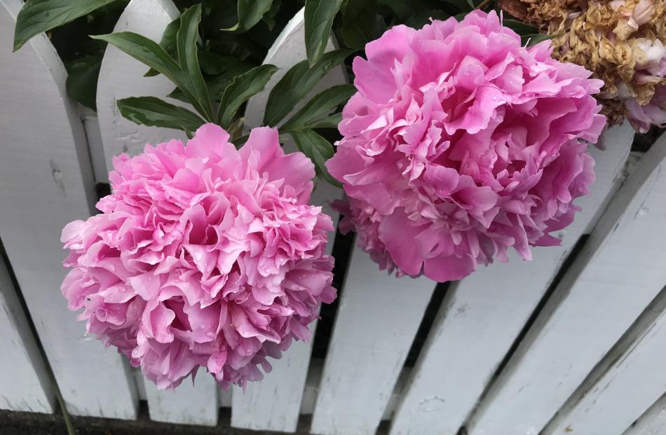 Paeonies in a Balmoral Park garden.
